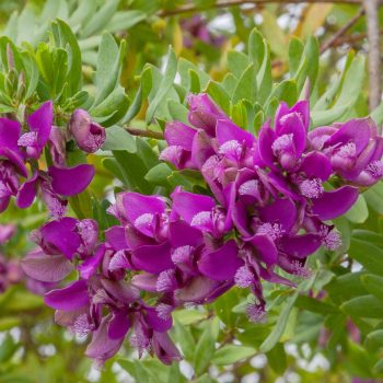 Polygala | Vivero Multiplant