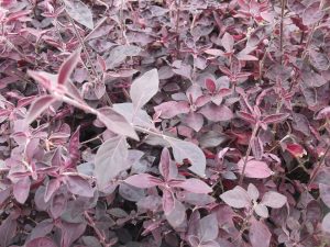 Alternanthera dentata Vivero Multiplant