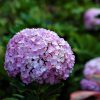 Hydrangea | Vivero Multiplant