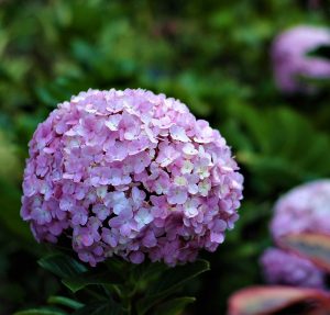 Hydrangea | Vivero Multiplant