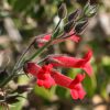 Galvezia speciosa Vivero Multiplant