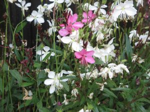 Gaura Lindheimeri | Vivero Multiplant