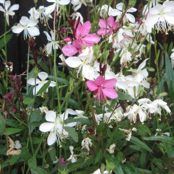 Gaura Lindheimeri | Vivero Multiplant