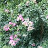 Buganvilla Imperial Thai Delight | Vivero Multiplant