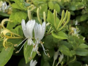 Lonicera Japónica | Vivero Multiplant