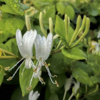 Lonicera Japónica | Vivero Multiplant