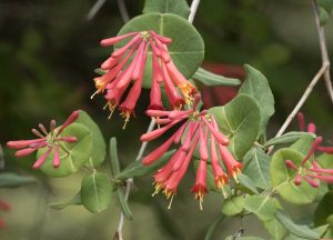 Lonicera Sempervirens | Vivero Multiplant