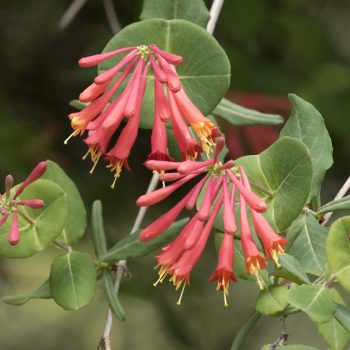 Lonicera Sempervirens | Vivero Multiplant