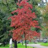 Quercus Palustris | Vivero Multiplant