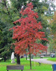 Quercus Palustris | Vivero Multiplant