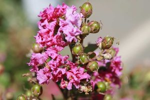 Crespón Enano | Vivero Multiplant