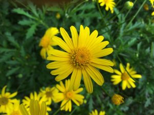 Euryops Pectinatus | Vivero Multiplant