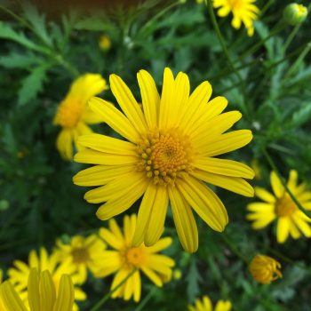 Euryops Pectinatus | Vivero Multiplant