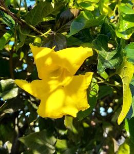 Bignonia uña de gato Vivero Multiplant