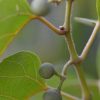 Cissus antarctica Vivero Multiplant