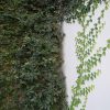 Ficus Repens | Vivero Multiplant