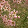 Geraldton Wax Flower | Vivero Multiplant