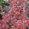 Coprosma Rojo | Vivero Multiplant