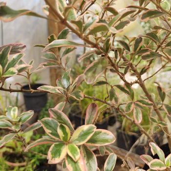 Coprosma Pink Vivero Multiplant