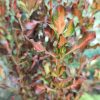 Coprosma Tricolor Vivero Multiplant