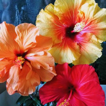 Hibisco Colores | Vivero Multiplant
