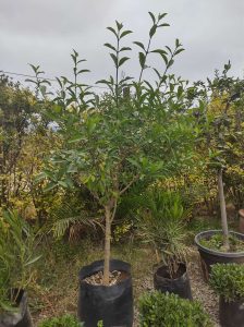 Tarumá pie alto Viveros Multiplant