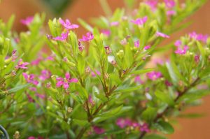 Verónica Colombiana | Cuphea Hyssopifolia | Vivero Multiplant