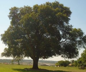 Vitex Cymosa | Vivero Multiplant