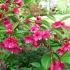 Weigela floribunda Vivero Multiplant