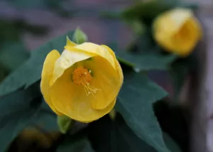 Abutilón | Vivero Multiplant