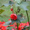 Abutilon Pictum | Vivero Multiplant