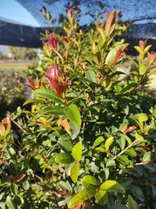 Myrceugenia Mirto Australiano - Vivero Multiplant