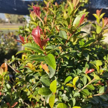 Myrceugenia Mirto Australiano - Vivero Multiplant