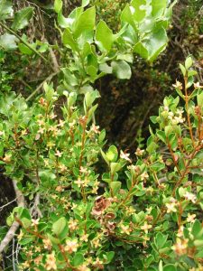 Myrceugenia | Vivero Multiplant