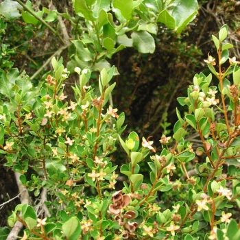 Myrceugenia | Vivero Multiplant