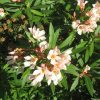 Nerium Oleander Nana | Vivero Multiplant