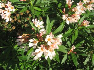 Nerium Oleander Nana | Vivero Multiplant
