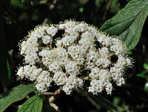 Viburnum Rhytidophyllum | Vivero Multiplant