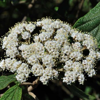 Viburnum Rhytidophyllum | Vivero Multiplant