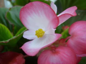 Begonia Semperflorens | Vivero Multiplant