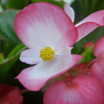 Begonia Semperflorens | Vivero Multiplant