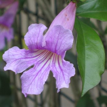 Clytostoma Callistegioides | Vivero Multiplant