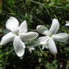 Jasminum grandiflorum | Viveros Multiplant