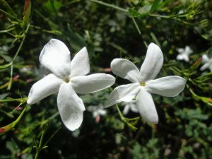 Jasminum grandiflorum | Viveros Multiplant