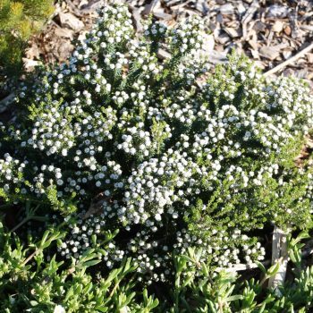 Phylica Ericoides | Vivero Multiplant