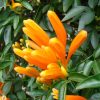 Pyrostegia Venusta | Vivero Multiplant