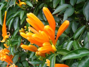 Pyrostegia Venusta | Vivero Multiplant