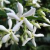 Trachelospermum jasminoides Vivero Multiplant