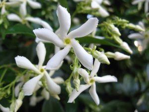 Trachelospermum jasminoides Vivero Multiplant