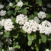 Viburnum Tinus Vivero Multiplant